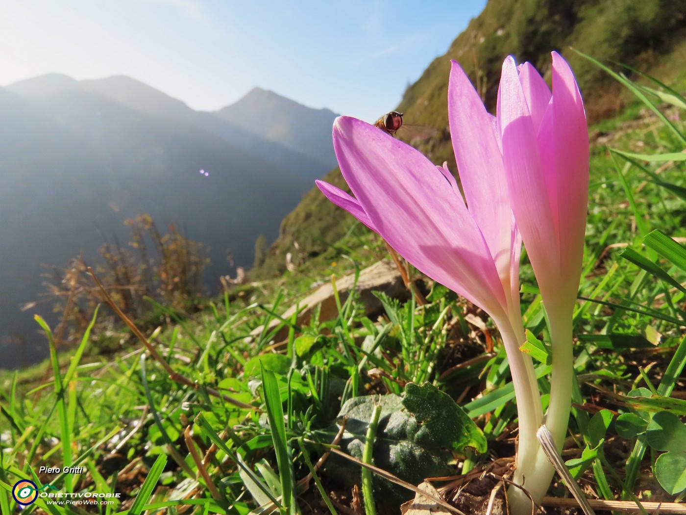 17 Colchicum autumnale (Colchico d'autunno) con vista sulle cime Foppazzi e Grem.JPG